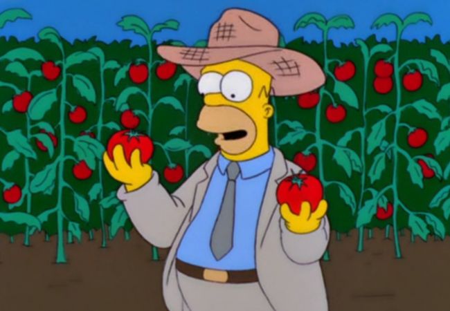 Homer steht mit Hut auf seiner Farm und hat Tomaten in der Hand.